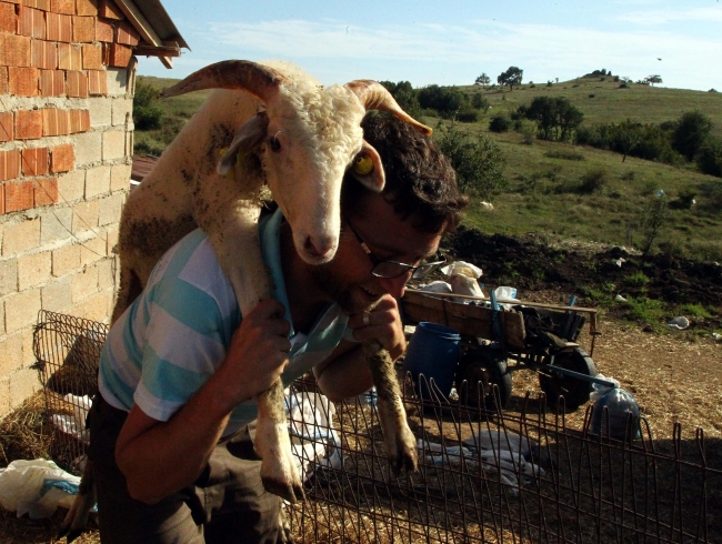 Trakya'dan İstanbul'a kurbanlık sevkiyatı devam ediyor